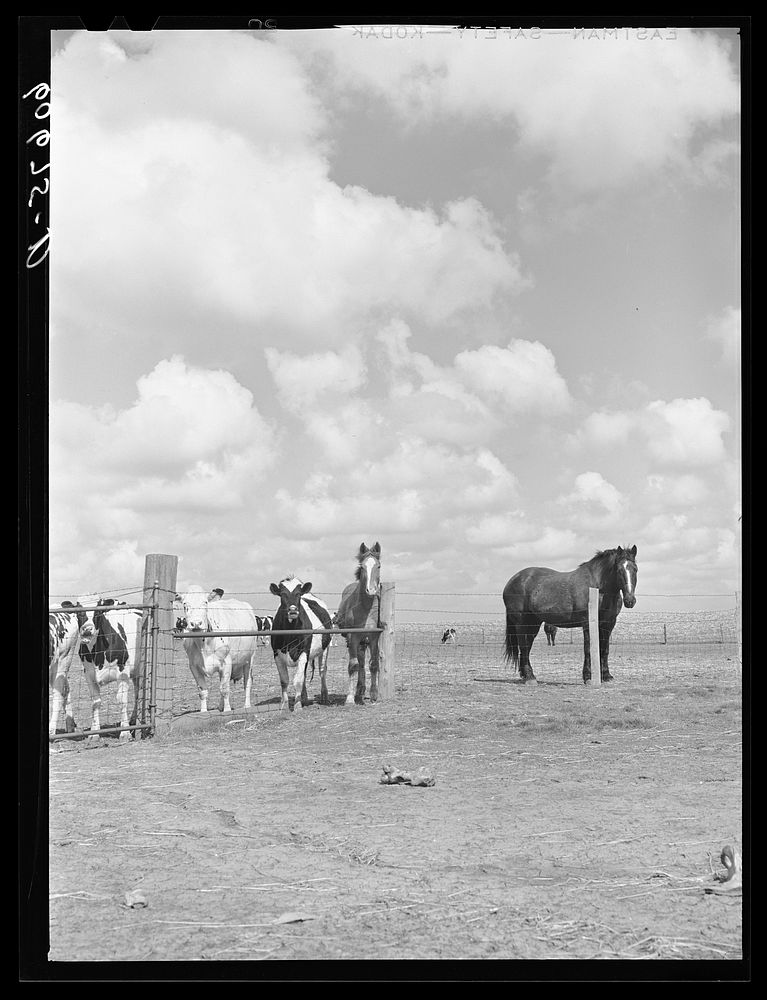 Livestock on Grundy County, Iowa farm. Sourced from the Library of Congress.