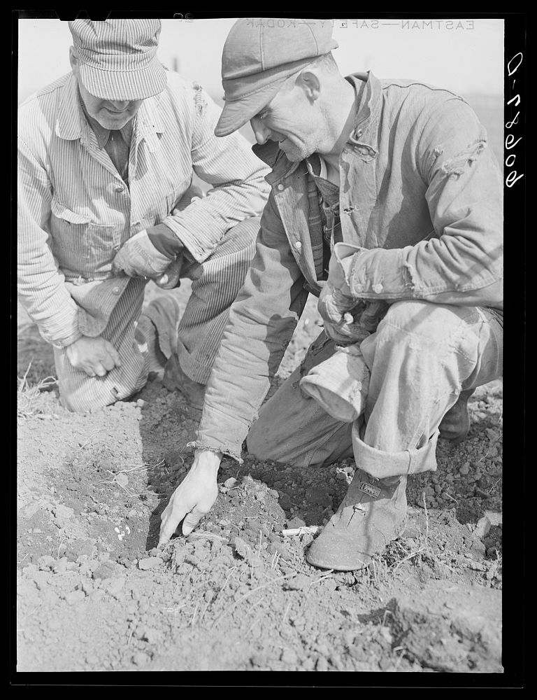 Checking the corn in hills during planting operations. Grundy County, Iowa. Sourced from the Library of Congress.