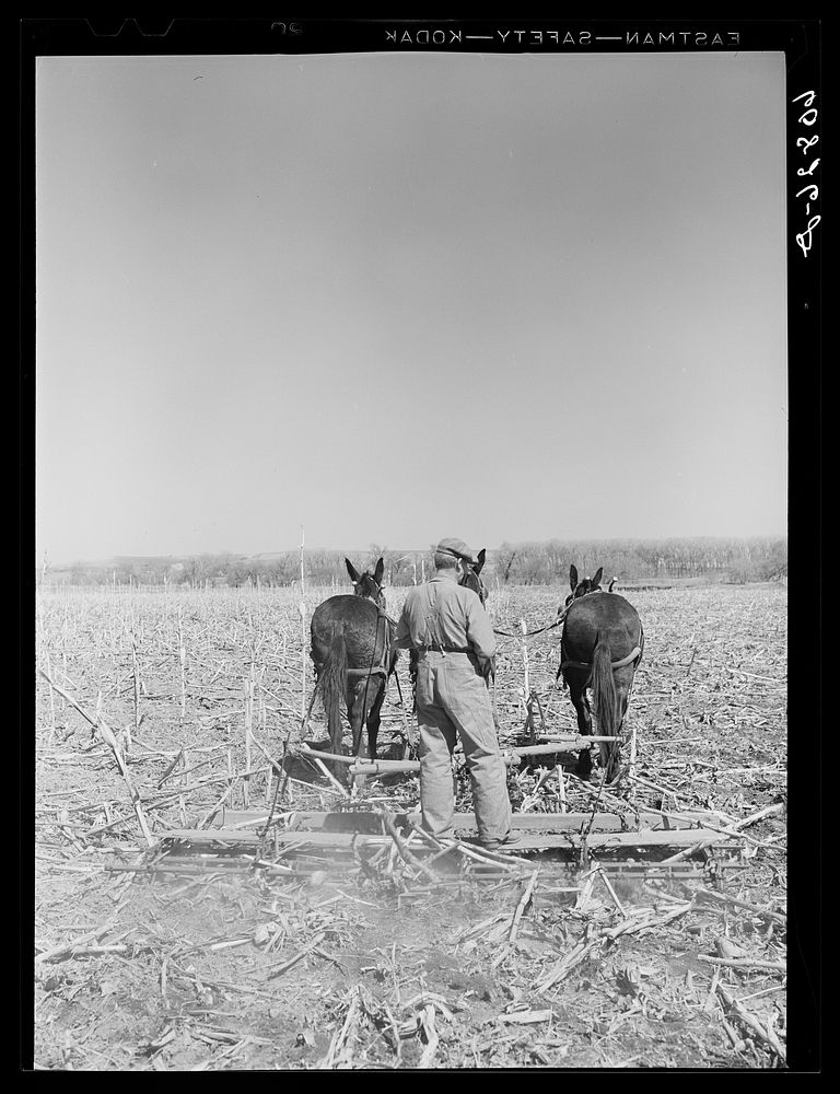 Breaking last year's cornstalks. Monona County, Iowa. Sourced from the Library of Congress.