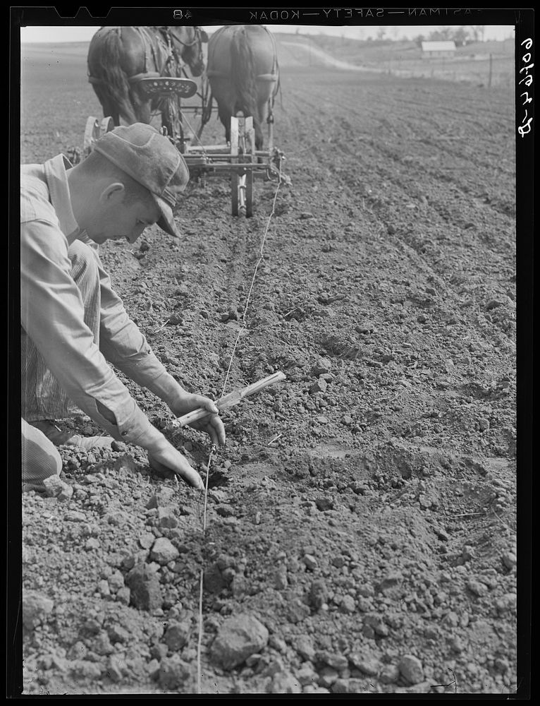 Checking the corn in hills. The planter drops corn at each button on the wire. Here the farmer is determining whether the…