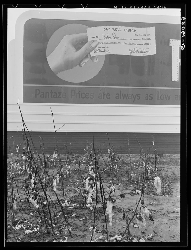 [Untitled photo, possibly related to: Unpicked cotton lying in the field in front of billboard offering to cash powder plant…