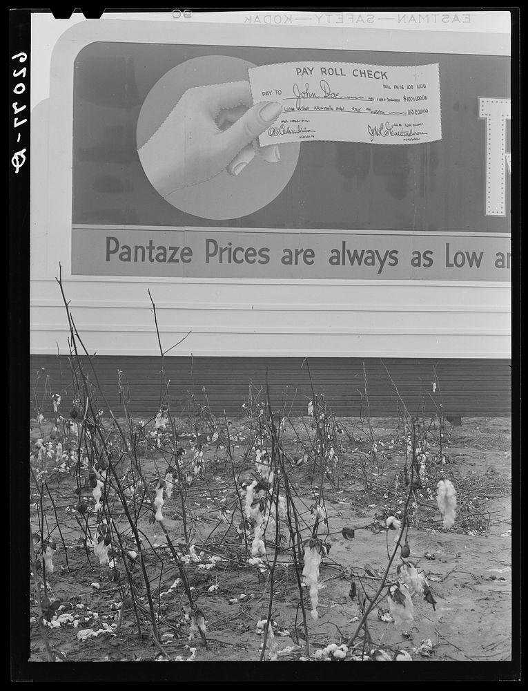 Unpicked cotton lying in field in front of billboard offering to cash powder plant paychecks. Many, who in other years would…