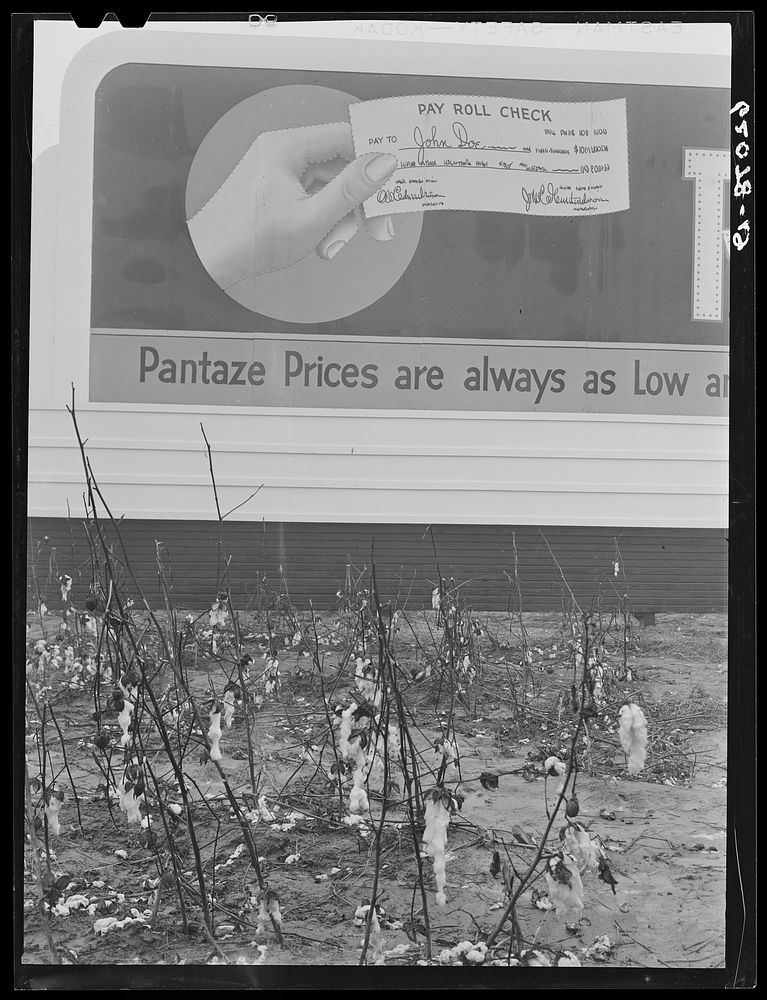 Unpicked cotton lying in field in front of billboard offering to cash powder plant paychecks. Many, who in other years would…