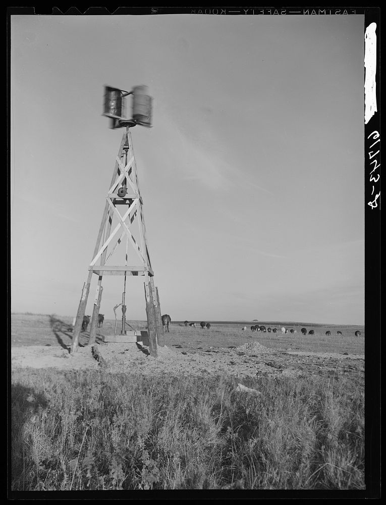 Cattle grazing. Roberts County, South Dakota. Windmill made of old barrel halves and Model T motor. Sourced from the Library…
