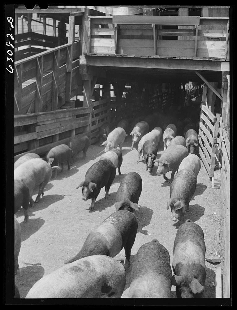 Hogs at Union Stockyards, Chicago, Illinois. Sourced from the Library of Congress.