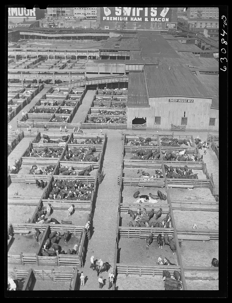 [Untitled photo, possibly related to: Union Stockyards. Chicago, Illinois]. Sourced from the Library of Congress.
