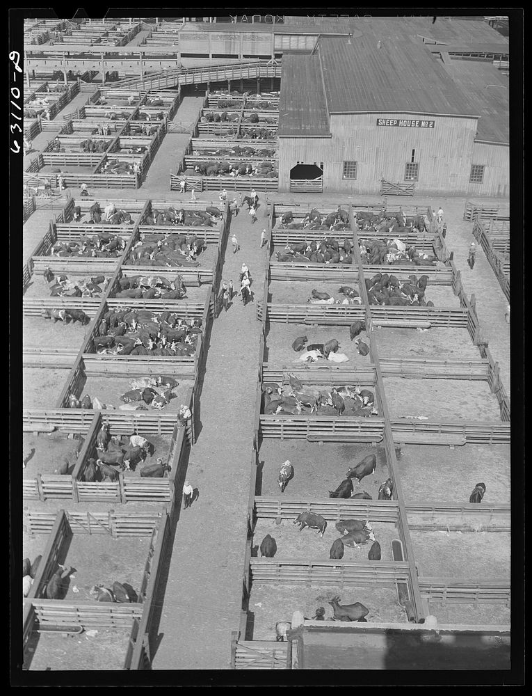 Union Stockyards. Chicago, Illinois. Sourced from the Library of Congress.