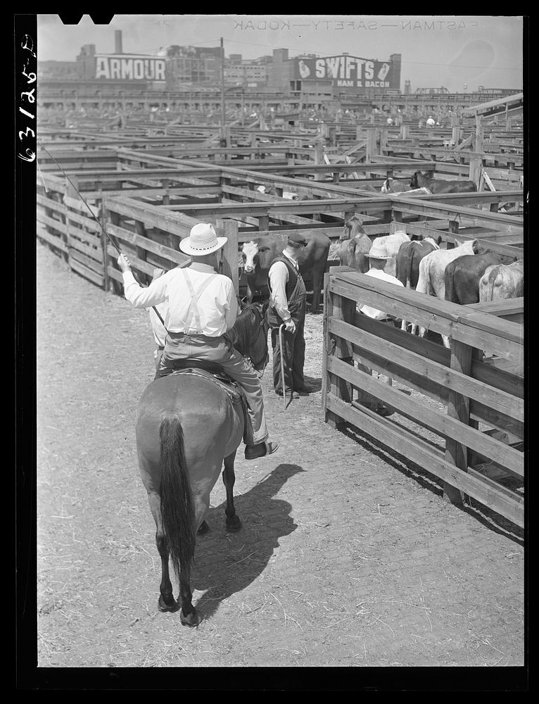 Buyer looking over cattle. Union Stockyards, Chicago, Illinois. Sourced from the Library of Congress.