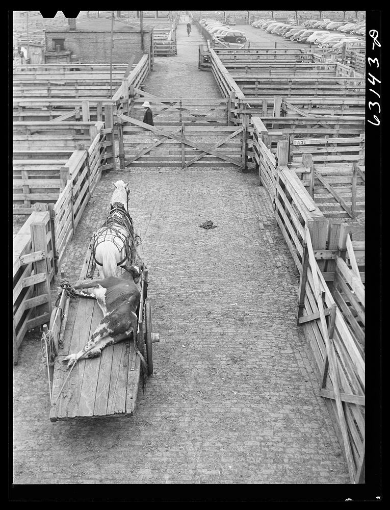 Removing dead cow from stockyard. Chicago, Illinois. Sourced from the Library of Congress.