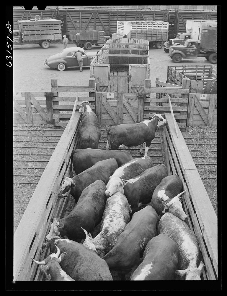 [Untitled photo, possibly related to: Cattle being unloaded at Union Stockyards. Chicago, Illinois]. Sourced from the…