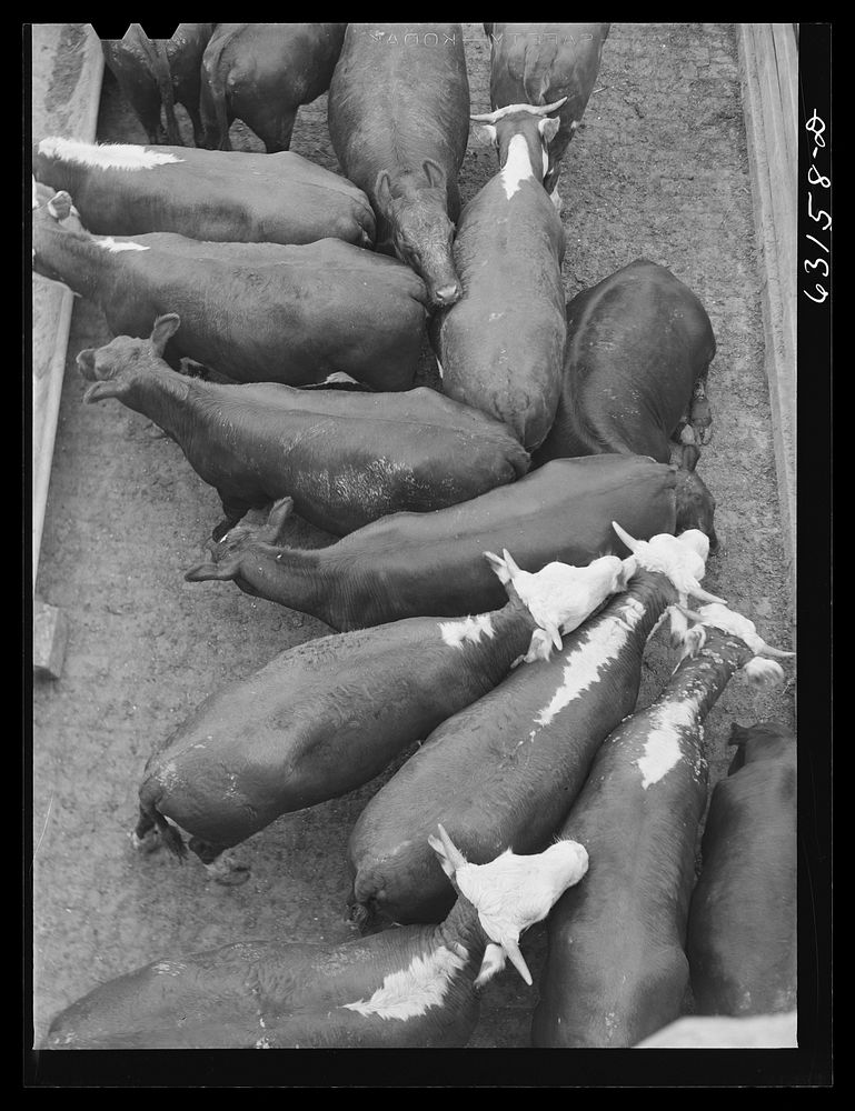 Cattle at Union Stockyards. Chicago, Illinois. Sourced from the Library of Congress.