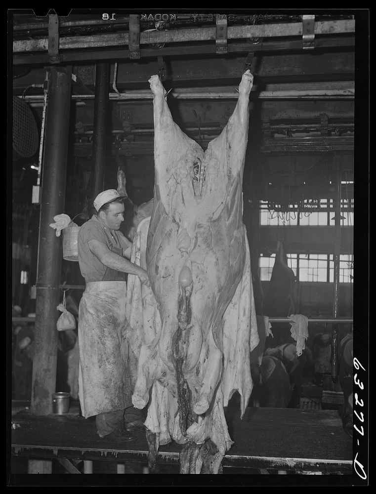 Skinning a cow. Packing plant, Austin, Minnesota. Sourced from the Library of Congress.