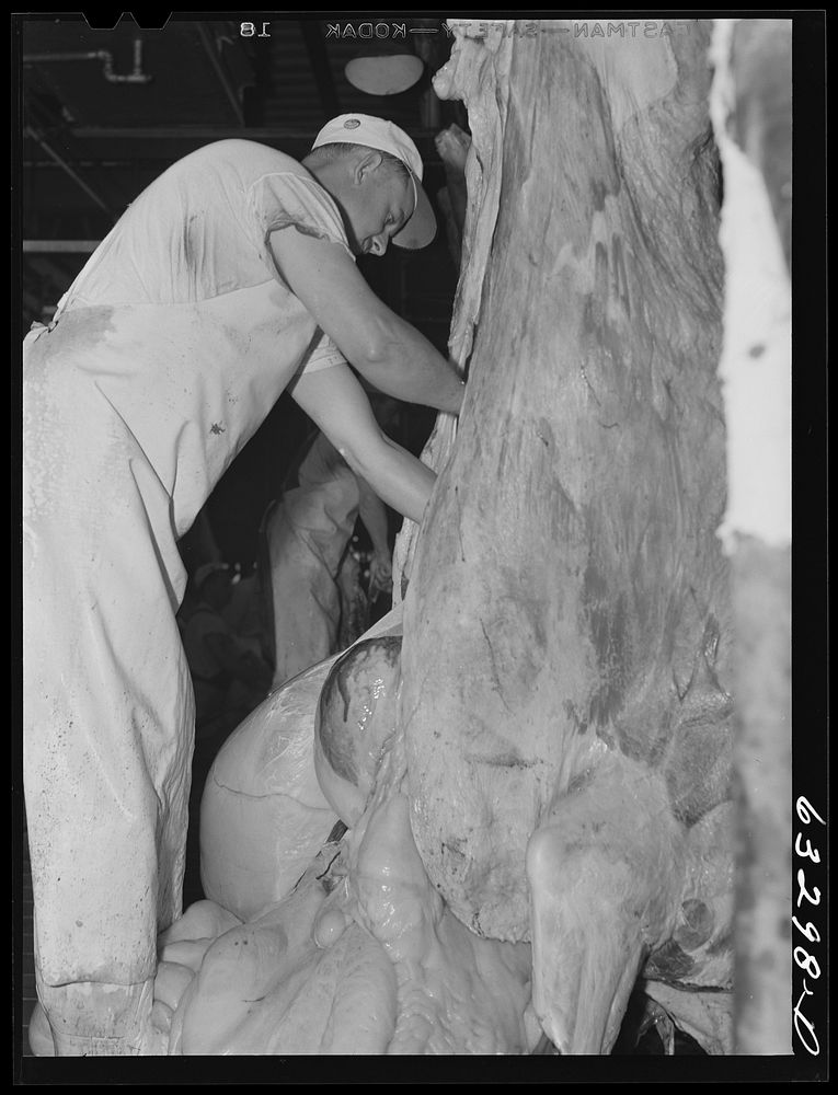 Removal of innards from cow. Packing plant, Austin, Minnesota. Sourced from the Library of Congress.