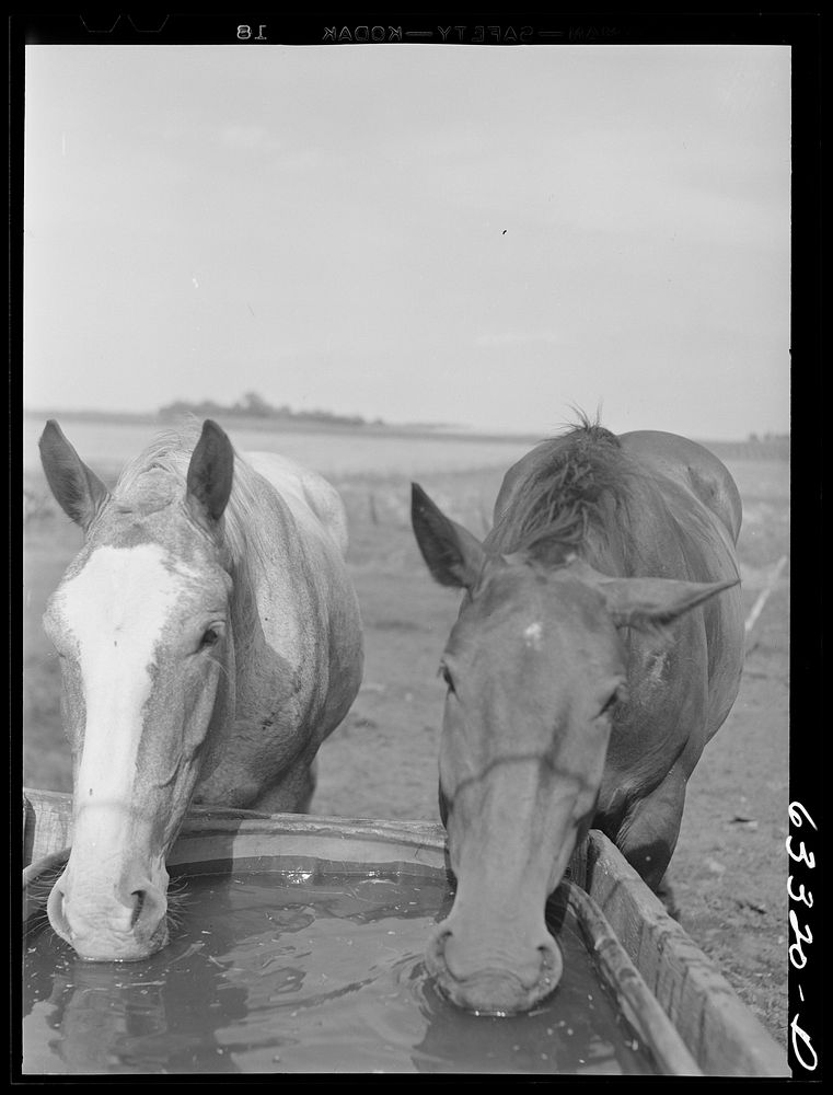 [Untitled photo, possibly related to: Horse. Freeborn County, Minnesota]. Sourced from the Library of Congress.
