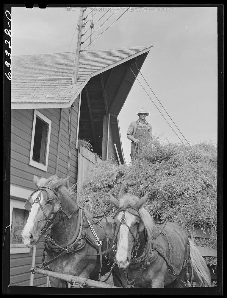 Tenant purchase borrower loading hay into barn. Freeborn County, Minnesota. Sourced from the Library of Congress.