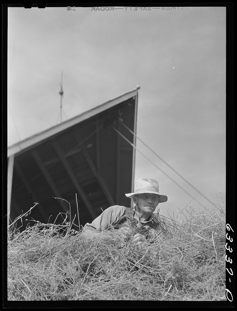 [Untitled photo, possibly related to: Tenant purchase borrower loading hay into barn. Freeborn County, Minnesota]. Sourced…