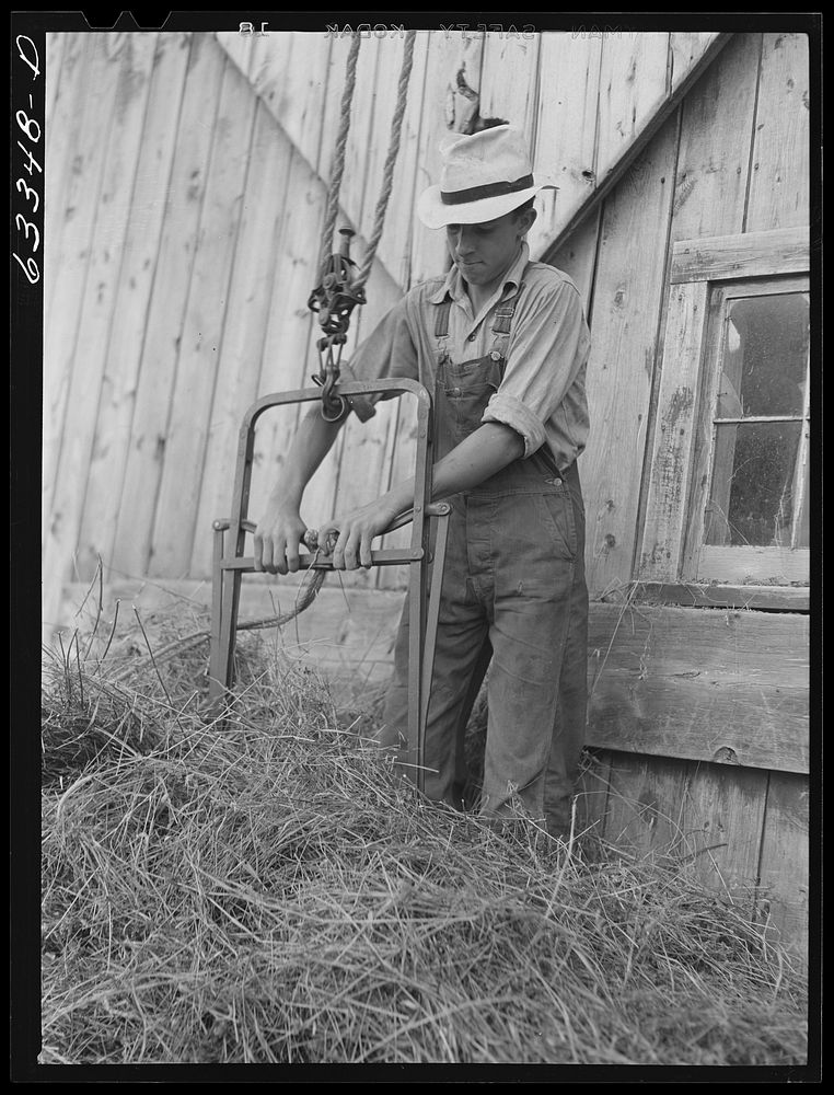 Loading hay into barn. Son of FSA (Farm Security Administration) borrower who moved from Nebraska drought area three years…