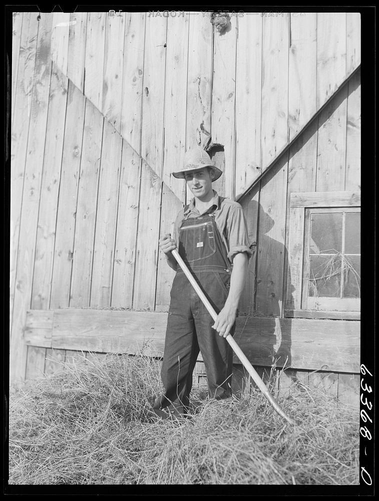 [Untitled photo, possibly related to: Loading hay into barn. Son of FSA (Farm Security Administration) borrower who moved…