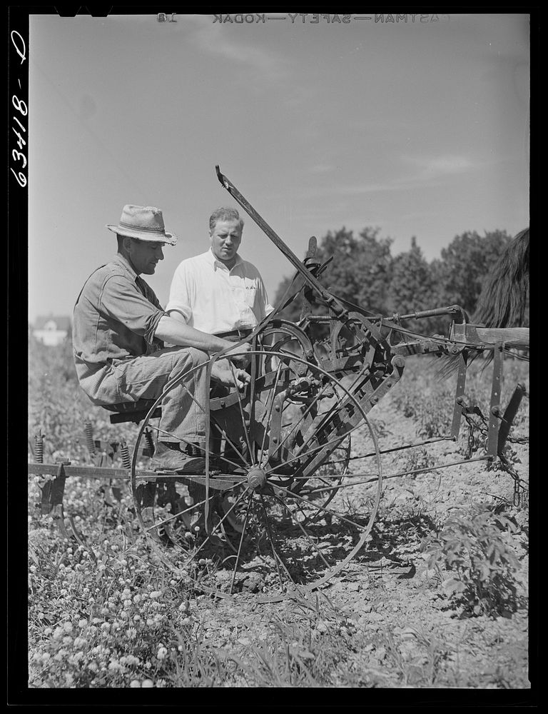 County supervisor and FSA (Farm Security Administration) borrower in potato field. Mille Lacs County, Minnesota. Sourced…