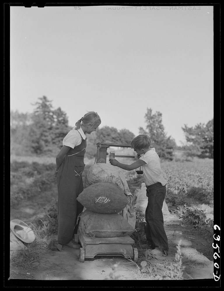 Weighing beans. Shawano County, Wisconsin. Sourced from the Library of Congress.