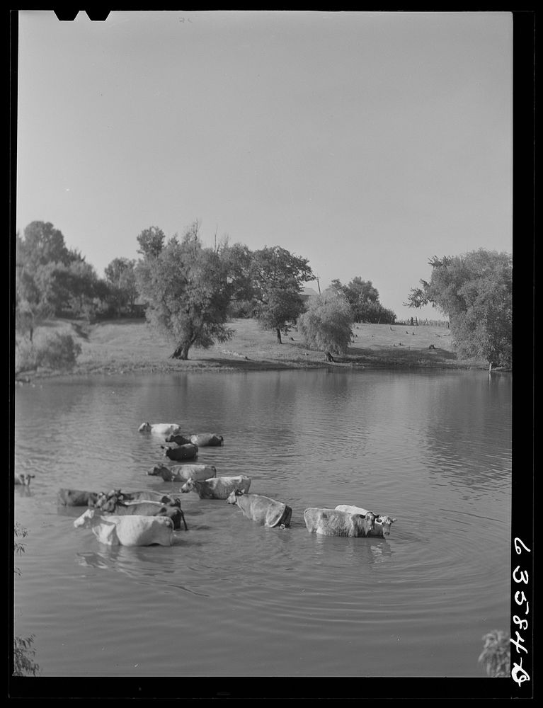 Cattle in pond on hot afternoon. Saint Croix County, Wisconsin. Sourced from the Library of Congress.