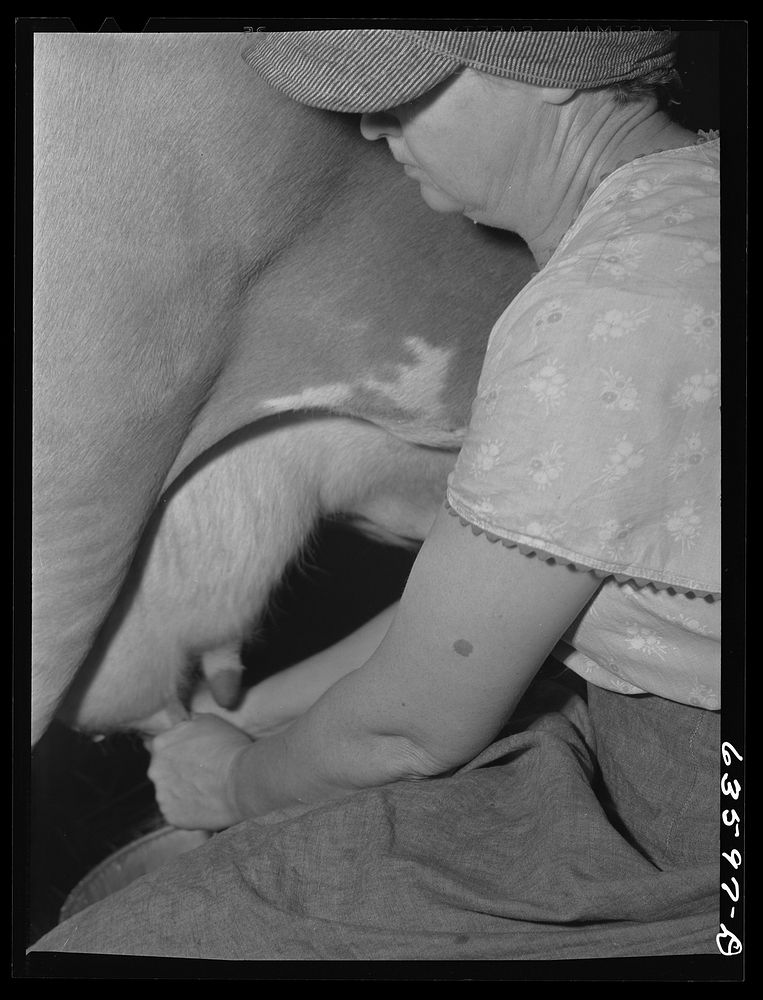 [Untitled photo, possibly related to: Milking cows. Waushara County, Wisconsin]. Sourced from the Library of Congress.