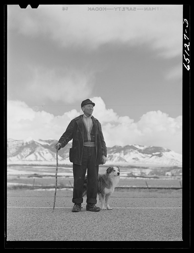 Beaverhead County, Montana. Sheepherder who is coming down from the winter range for the lambing season. Sourced from the…