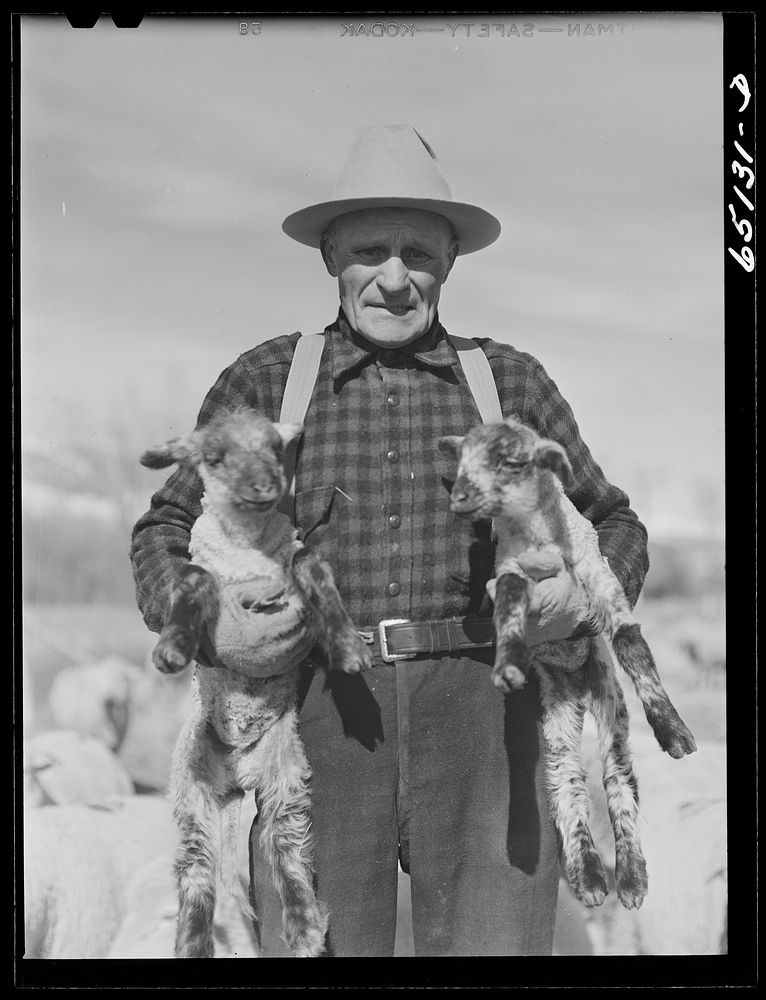 Beaverhead County, Montana. John Reed, former cowpuncher now a sheepman. Sourced from the Library of Congress.