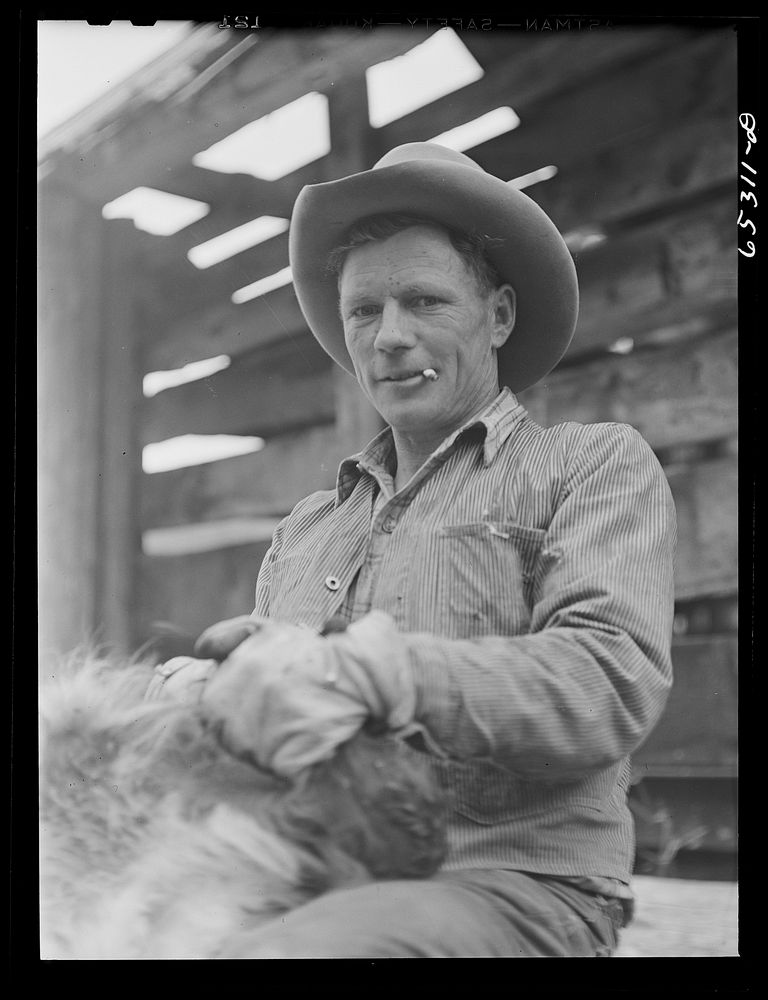 Bitterroot Valley, Montana. Cowboy helding calf which is being branded. Sourced from the Library of Congress.