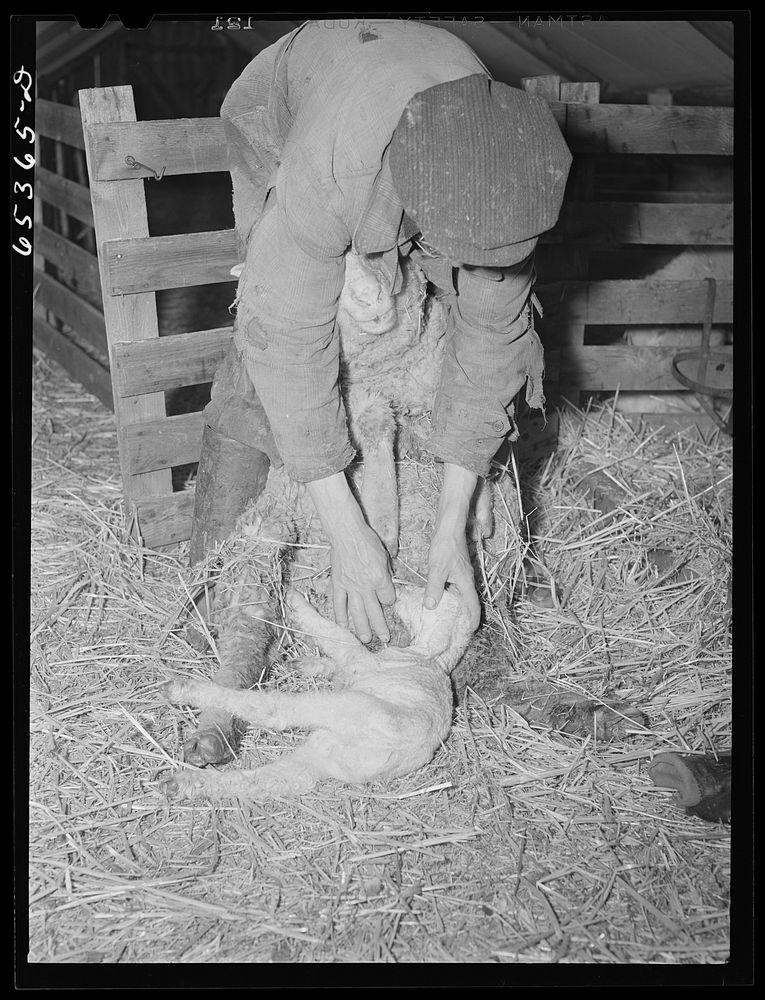 Ravalli County, Montana. Forcing ewe to suckle lamb. Sourced from the Library of Congress.