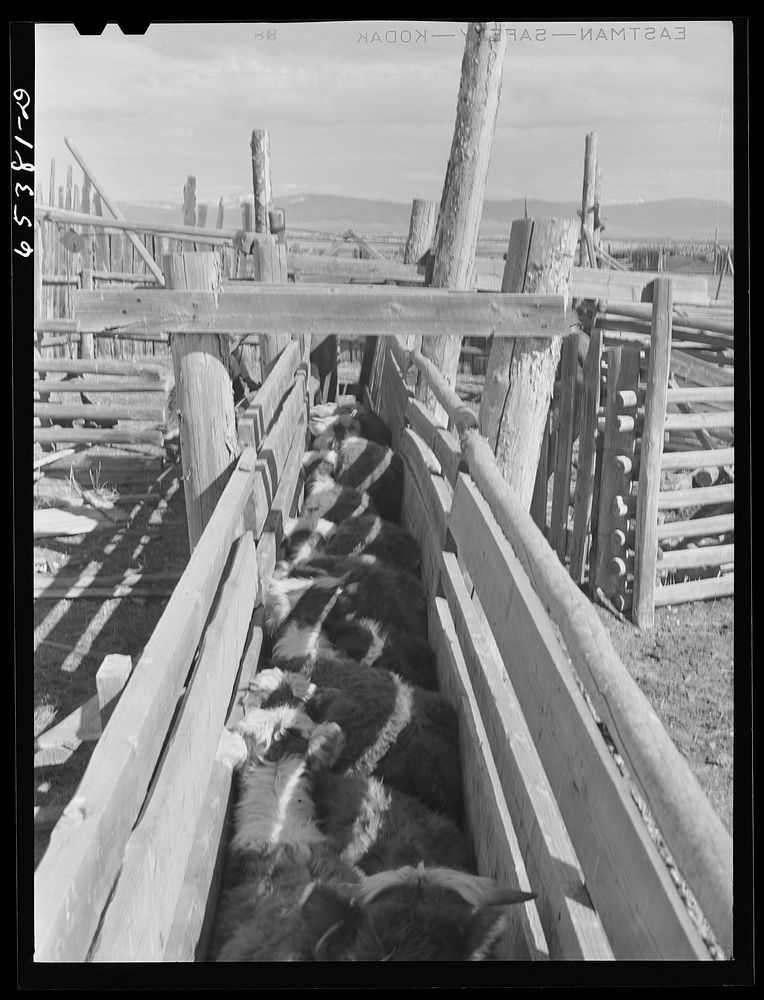 [Untitled photo, possibly related to: Beaverhead County, Montana. Cattle in dehorning chute. Jenson's ranch, Big Hole…