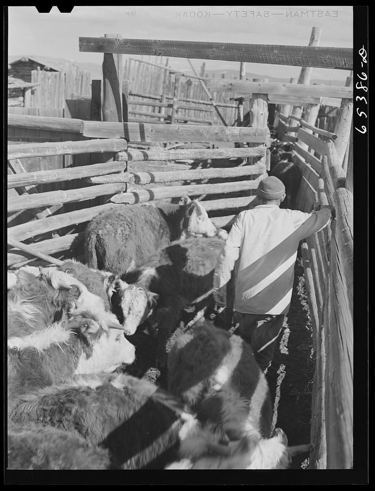 "[Untitled photo, possibly related to:  Beaverhead County, Montana. Cattle in dehorning chute. Jenson's ranch, Big Hole…