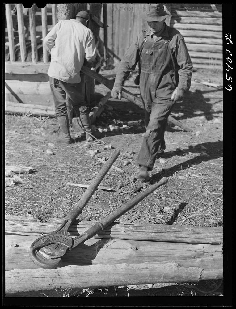 Beaverhead County, Montana. Implement used for dehorning cattle. Sourced from the Library of Congress.