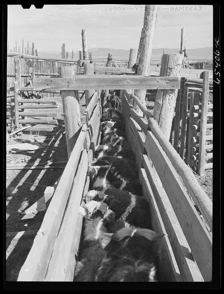 Beaverhead County, Montana. Cattle in dehorning chute. Jenson's ranch, Big Hole Basin. Sourced from the Library of Congress.