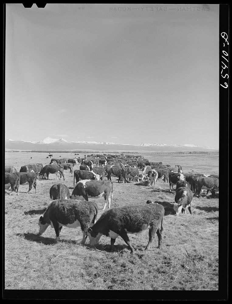 Beaverhead County, Montana. Cattle feeding on the Spokane Ranch in the Big Hole Basin. Sourced from the Library of Congress.