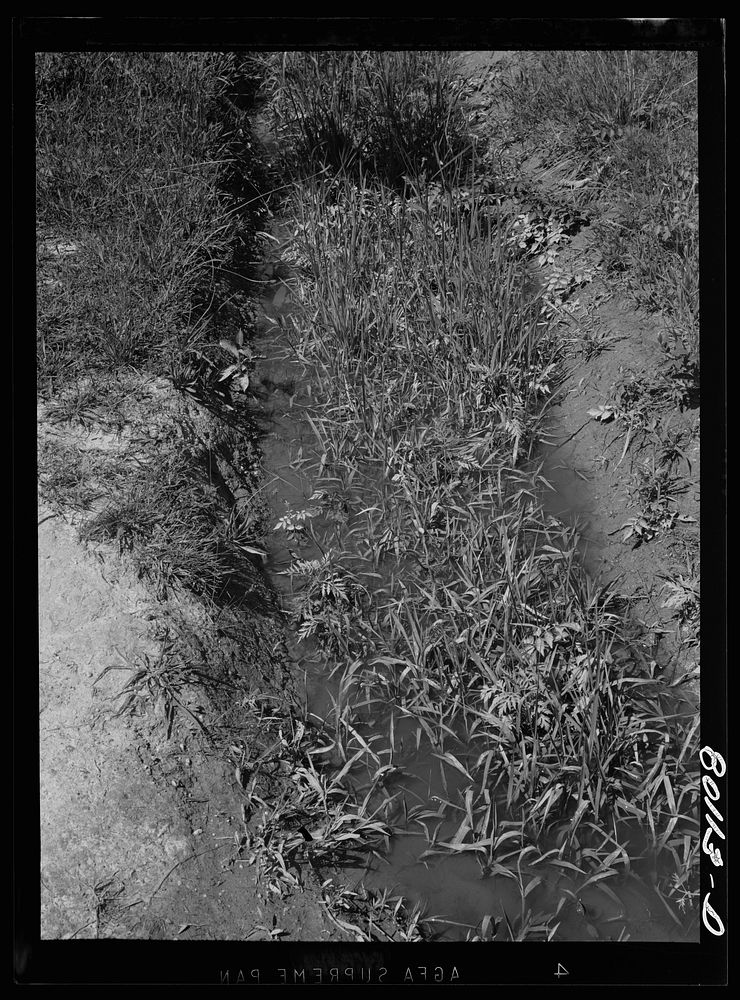 A fouled ditch; mosquitoes breed in such spots, mosquitoes transmit malaria. Near La Plata, Maryland, Charles County.…