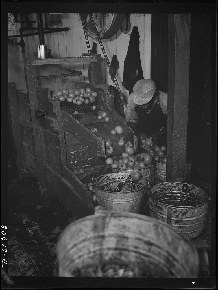 Washing tomatoes prior to canning in the Lennard Cannery. Cambridge, Maryland. Sourced from the Library of Congress.
