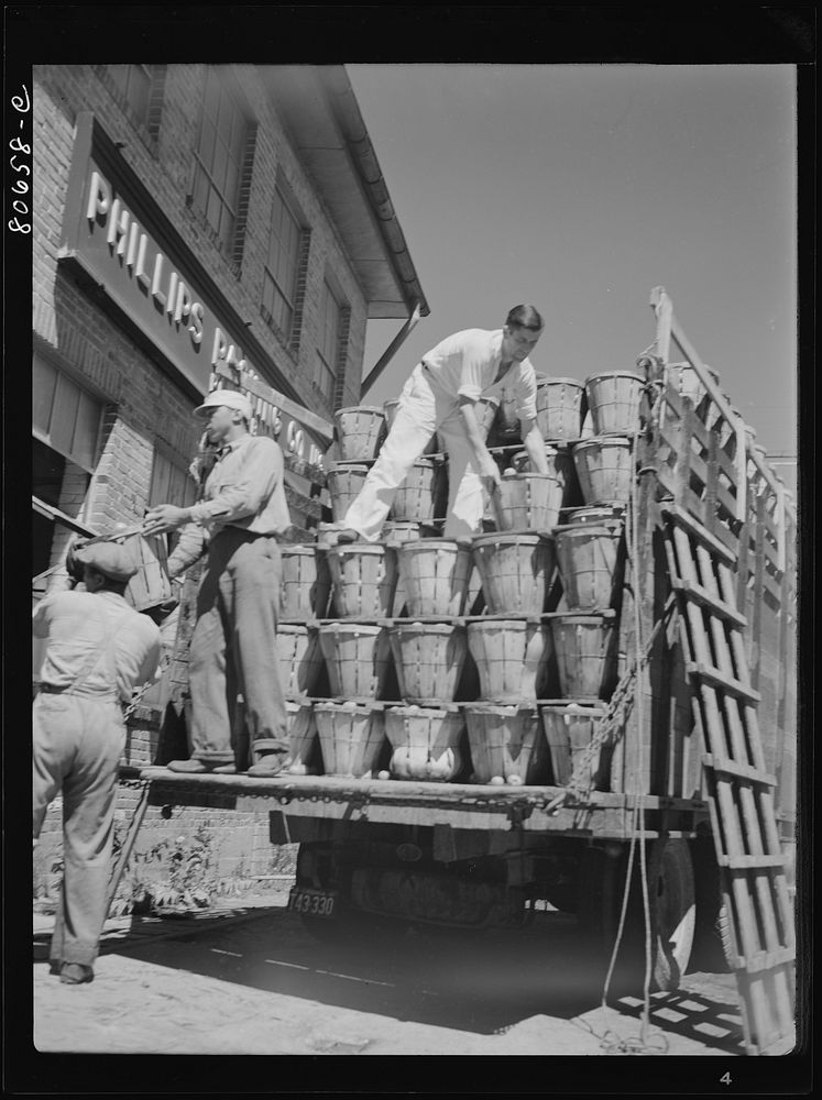 [Untitled photo, possibly related to: Trucks unload tomatoes directly into the canning room. Phillips Packing Company…