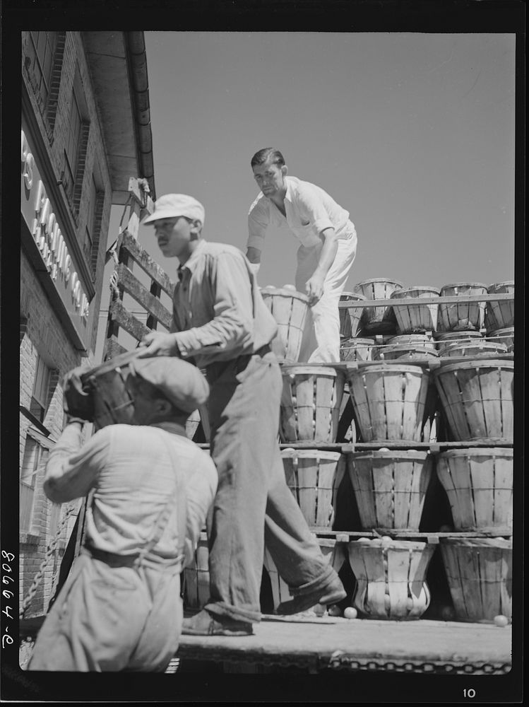 [Untitled photo, possibly related to: Trucks unload tomatoes directly into the canning room. Phillips Packing Company…