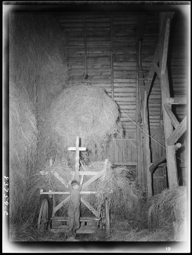 Fort Kent, Maine (vicinity). Hauling hay up into the barn for storage on the [Leonard] Gagnon farm. Sourced from the Library…