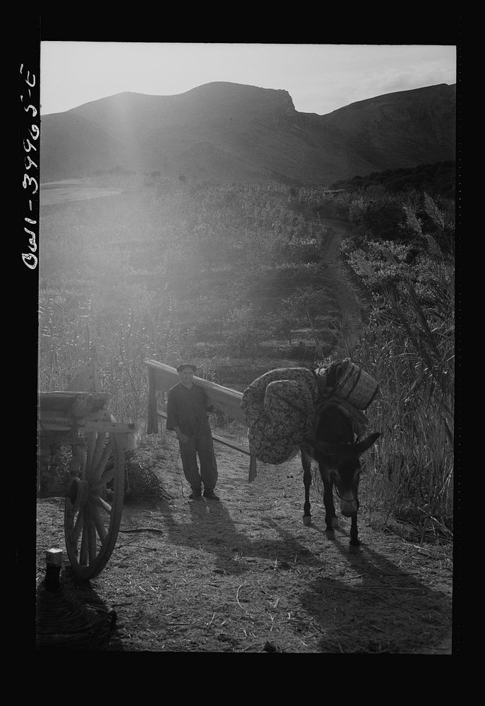 Messina (vicinity), Sicily. People returning to their homes after the departure of the Germans. Sourced from the Library of…