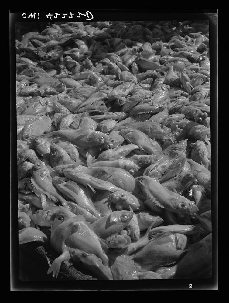 Gloucester, Massachusetts. Decks are covered with tons of rosefish as the "Old Glory" reaches its capacity load. After two…
