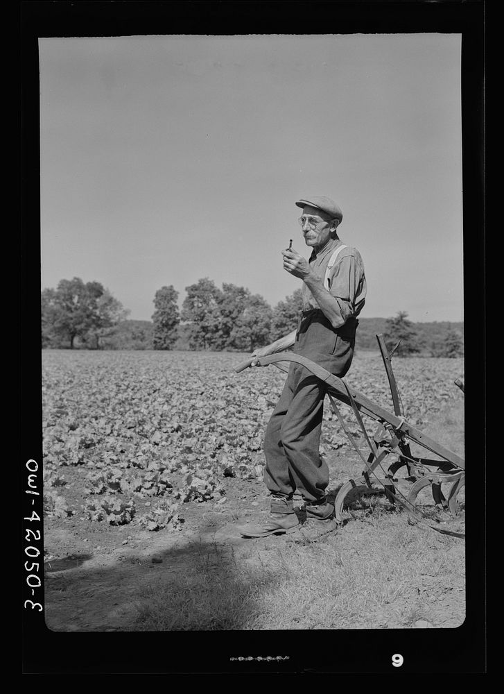 [Untitled photo, possibly related to: Southington, Connecticut. Gus Worke, a farmer who came from Germany forty years ago].…