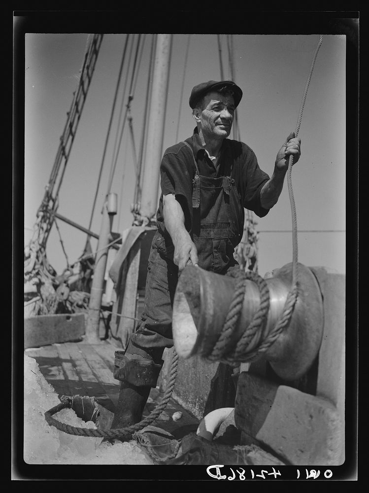 Gloucester, Massachusetts. A vessel unloading fish. The man at the "niggerhead" with a rope is controlling the canvas basket…