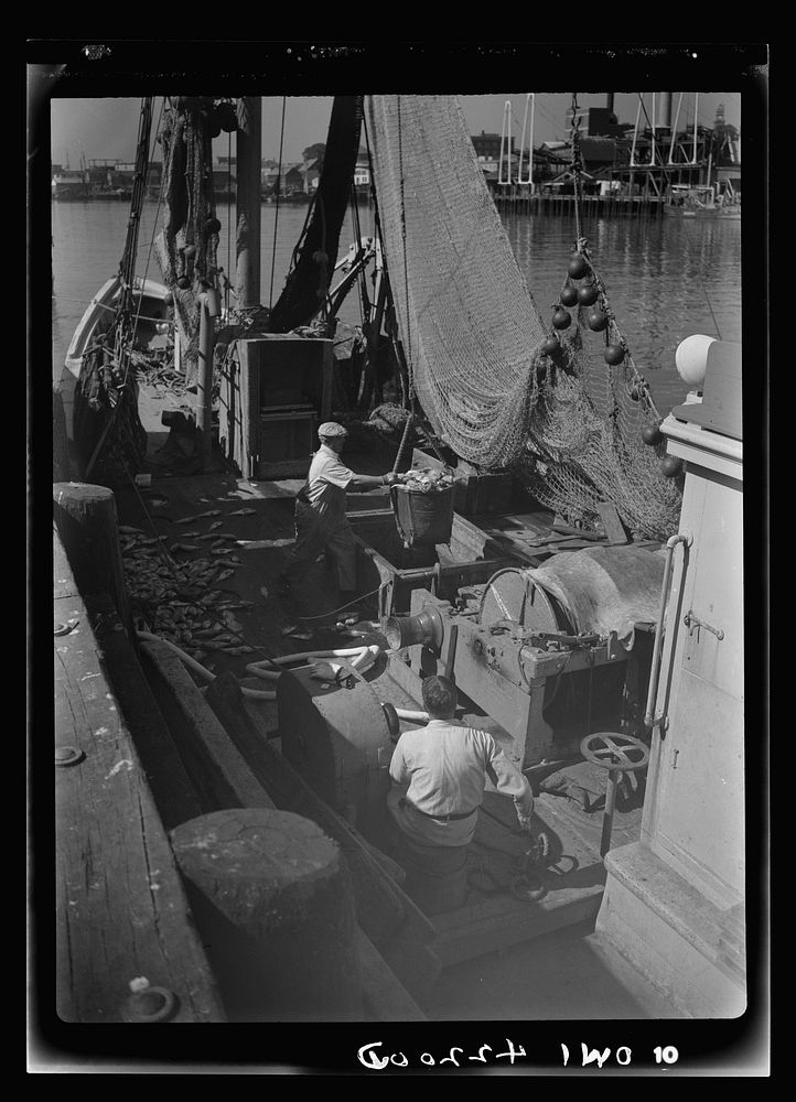 Gloucester, Massachusetts. The ship docked, canvas baskets filled with rosefish go ashore where they will be inspected and…