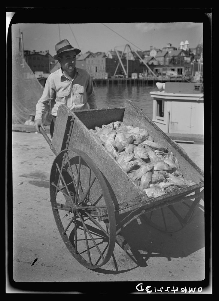 Gloucester, Massachusetts. "Food for Victory" fishing. Hauling fish in a cart from the wharfside to a fish packing plant.…