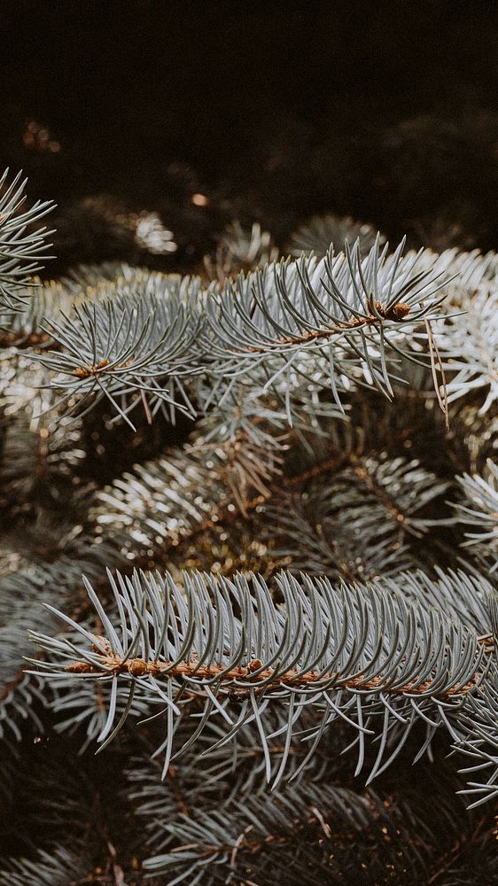 Phone desktop wallpaper background, blue spruce