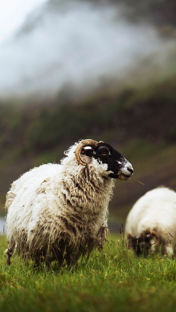 Animal phone wallpaper background, Scottish Blackface sheep at Talisker Bay on the Isle of Skye in Scotland