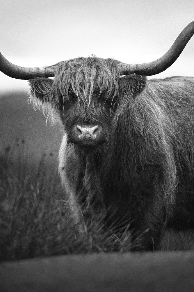 Cattle background, hairy Scottish Highland, black and white design