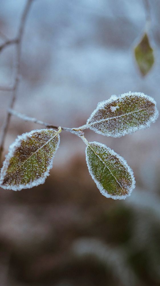 Nature iPhone wallpaper background, leaves covered with frost at Buachaille Etive Mor